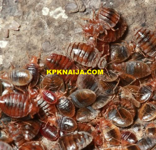 Cinematheque Francaise Closes Temporarily After Bedbug Infestation Scare; Sigourney Weaver Event Affected