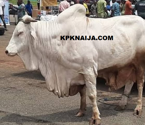 Federal Government Bans Open Grazing: Nigeria’s Strategy to End Farmers-Herders Crisis