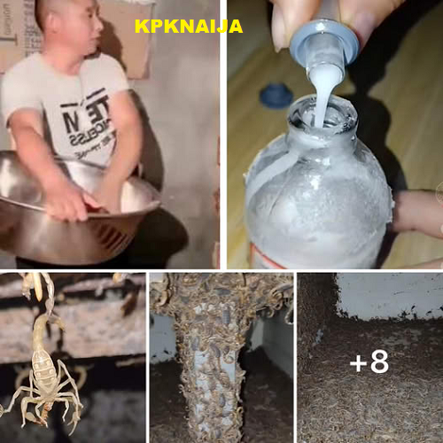Scorpion Venom Gold Rush: Meet the Fearless Man Who Milks Deadly Creatures on His $38M Scorpion Farm