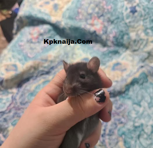 Spanish Authorities Raid Barcelona Lab in African Swine Fever Probe